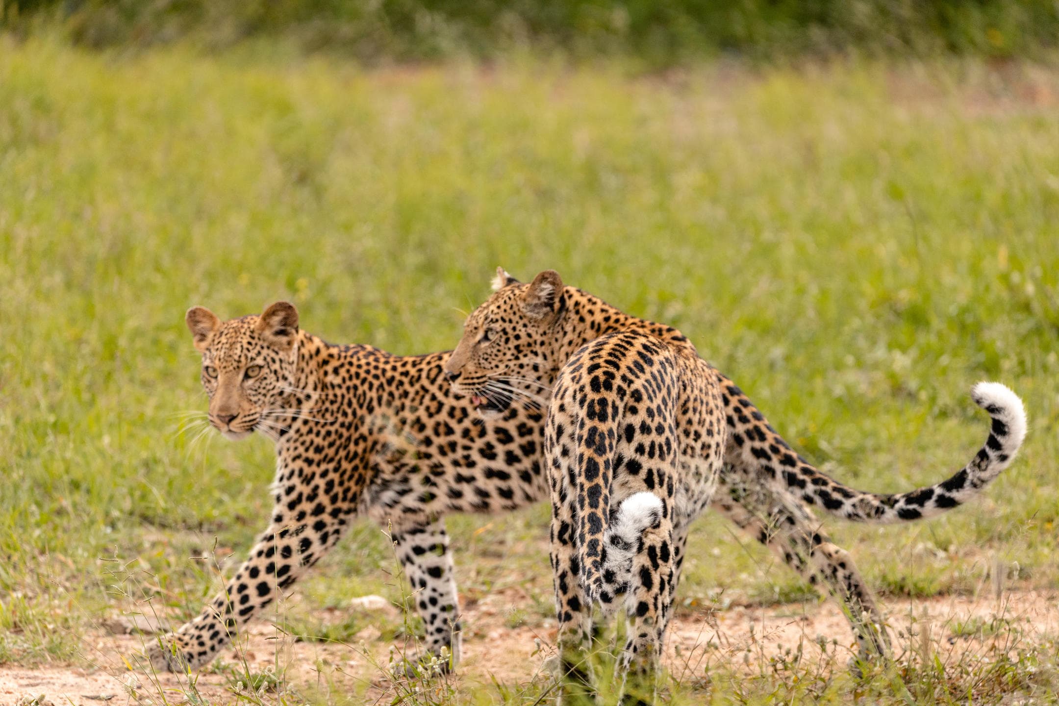 kapama wildlife leopard big five