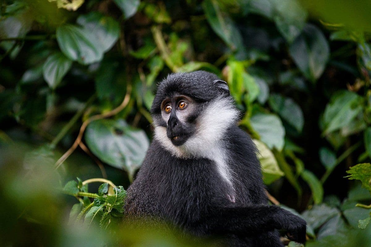 Sanctuary Gorilla Forest Camp