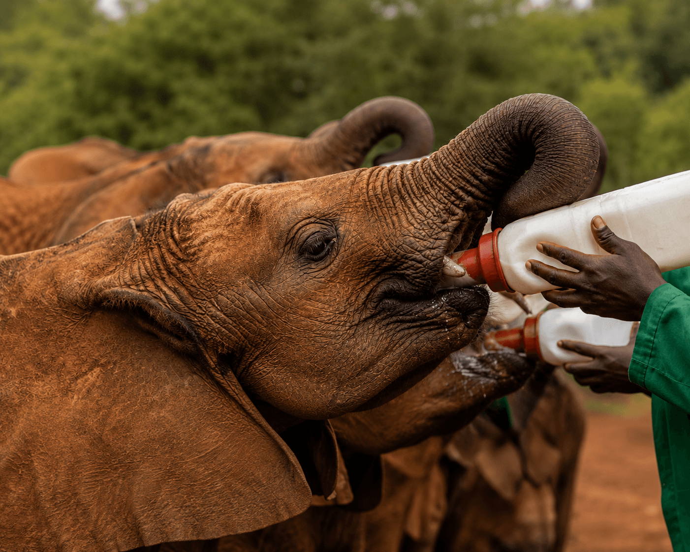 Feeding Elephants